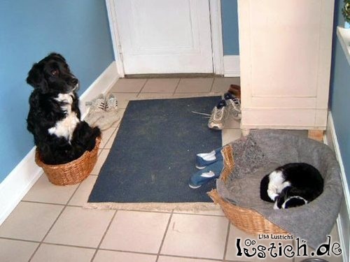 Freche Katze Freche Katze