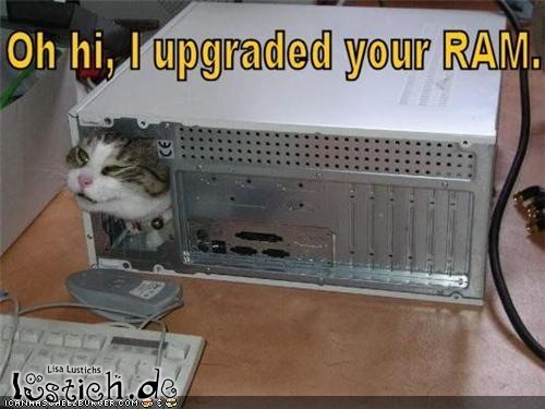 Katze mit Computerkenntnissen