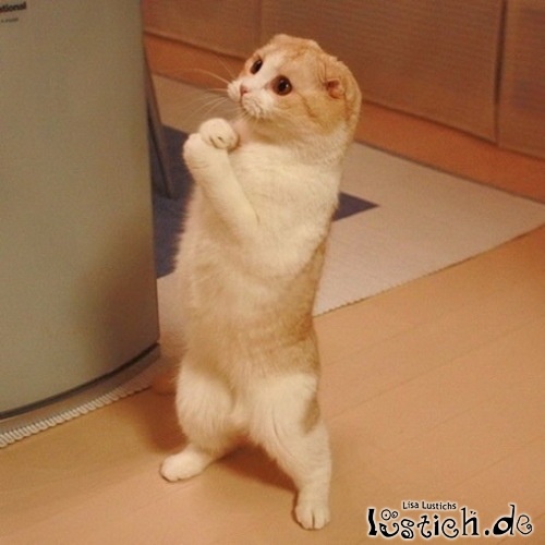 Bettelnde Katze