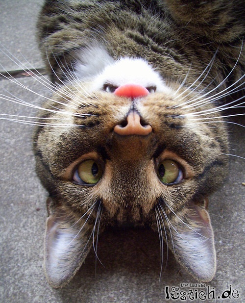 Katzengesicht Katzengesicht