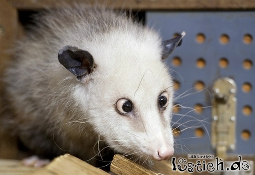 Schielendes Opossum