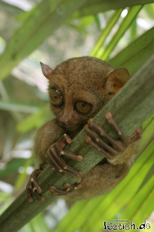 Ohh Hai Ohh Hai