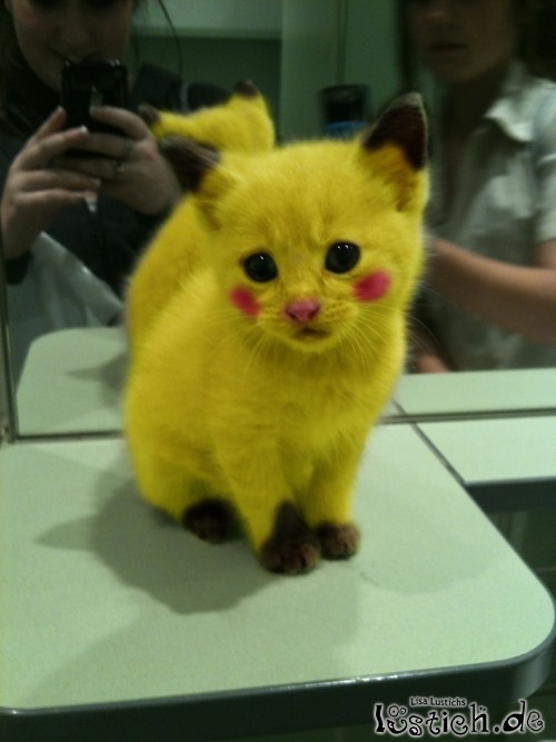 Pokékitty Pokékitty