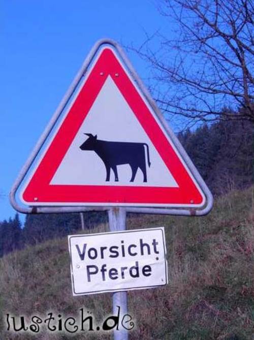 Dickes Pferd Dickes Pferd