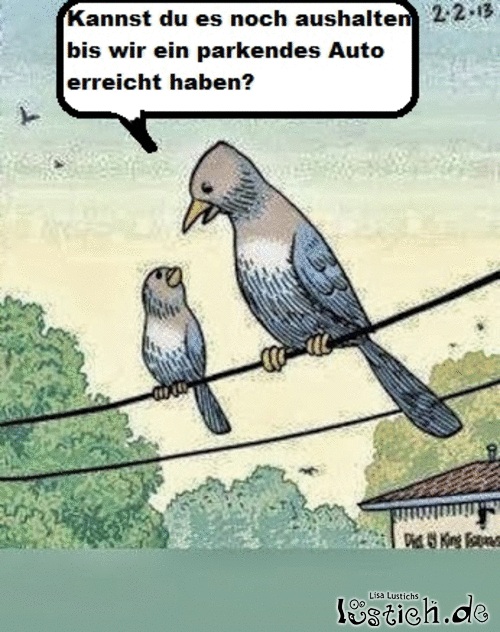 Vögel Bild lustich.de