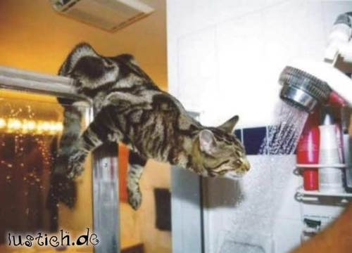 Duschende Katze Duschende Katze