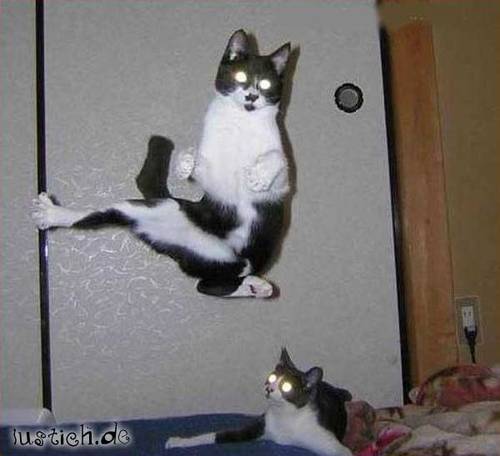 Kampfkatze Kampfkatze
