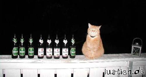 Bier-Katze Bier-Katze