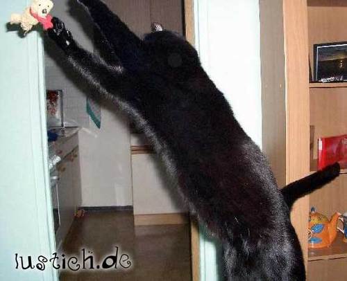 Action-Katze Action-Katze