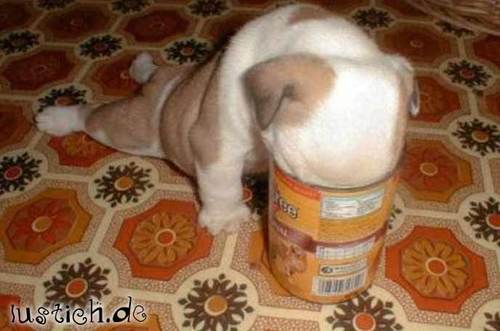 Gieriger Hund Gieriger Hund