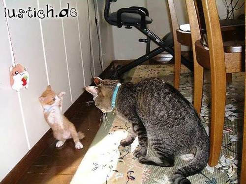 Katzenkampf Katzenkampf