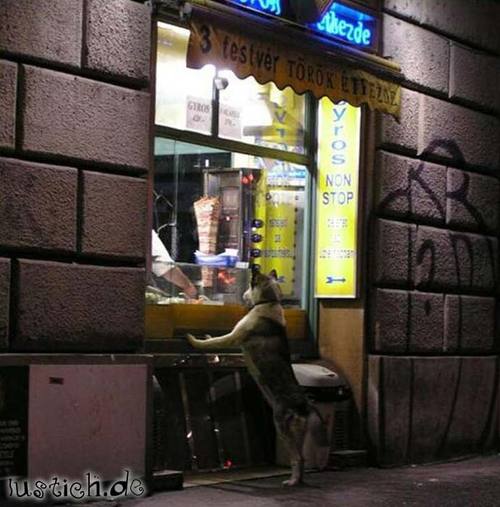 Hungriger Hund Hungriger Hund