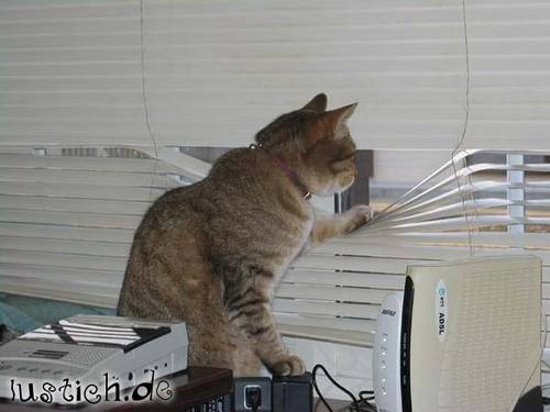 Spionagekatze Spionagekatze