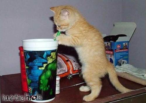Katze trinkt Katze trinkt