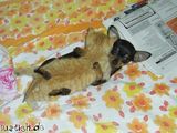 Kuscheltiere
