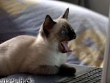 Computerkatze