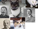 Katzen mit Bart