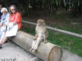 Sitzender Affe