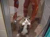 Katze in der Dusche