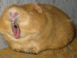 Nagetier