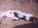 Party Katze