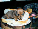 Hotdog