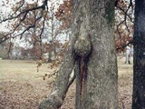 Anders gewachsener Baum