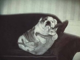 Hund und Katze