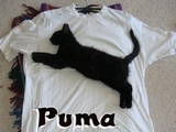 Puma