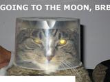 Astronautenkatze