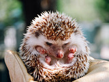 Igel Baby