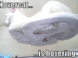 Katze von unten