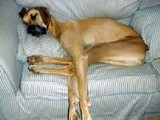 Schlafender Hund