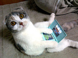 Spielkatze