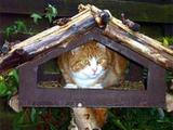Hungrige Katze