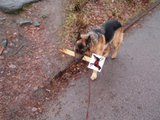 B&ouml;ser Hund