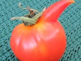 Witzige tomate