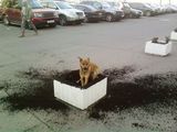Flei&szlig;iger Hund
