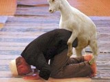 Ziege auf dem Mann