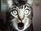 Staunende Katze