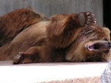 M&uuml;der B&auml;r