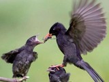 R&uuml;cksichtsloser Vogel