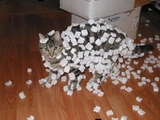 Katzenjammer