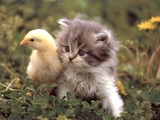 Katze und K&uuml;cken