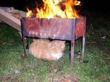 Katze braucht  W&auml;rme