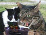 Katzen beim Videospiel