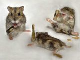 Betrunkende Hamster