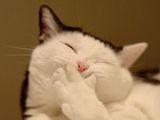 Kichernde Katze