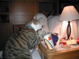Mc Donalds Katze