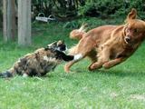Katze jagt Hund